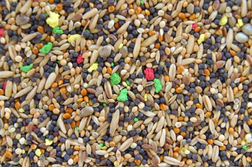 Przejdź do produktu GOLD WINGS KU 10 kg - uniwersalna karma dla kanarka
