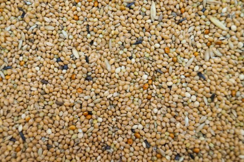 Przejdź do produktu GOLD WINGS PM 10 kg - karma dla papugi małej
