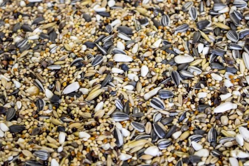 Przejdź do produktu GOLD WINGS PŚ Prestige 10 kg - karma dla papugi średniej