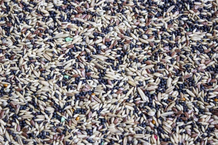 GOLD WINGS - KP - Kanarek Premium bez granulatu 10kg