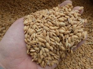 Przejdź do produktu VERSELE LAGA Ryż Paddy 20 kg