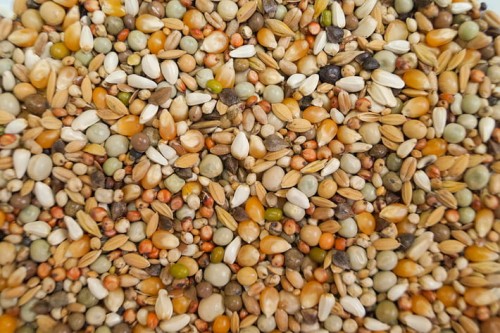 Przejdź do produktu GOLD WINGS GDN 20 kg - gołębie drobne nasiona, karma dla gołębi