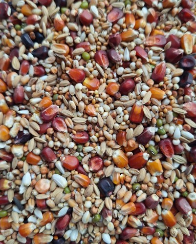 Przejdź do produktu ELPOL L+ Lekkostrawna Plus 25 kg - karma lekkostrawna dla gołębi