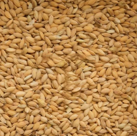 BEYERS - Ryż Paddy 20kg