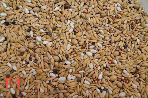 Przejdź do produktu GOLD WINGS F1 20 kg - faza 1, karma dietetyczna na loty dla gołębi