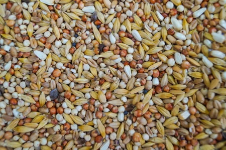 GOLD WINGS - D - Dieta 20kg