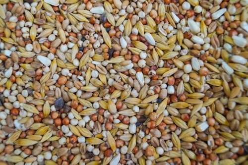 Przejdź do produktu GOLD WINGS D 20 kg - dieta, karma dla gołębi