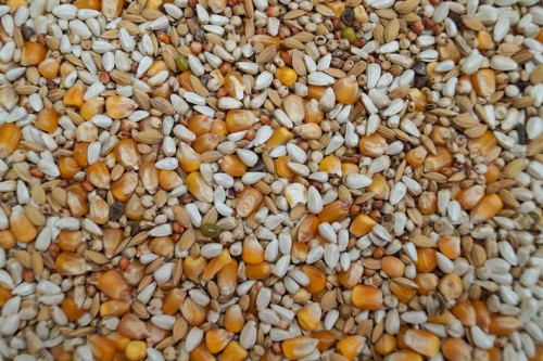 Przejdź do produktu GOLD WINGS LE 20 kg - lekkostrawna extra, karma dla gołębi