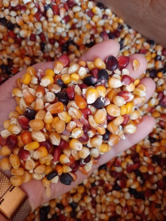 MDM - MK - MIX KUKURYDZ ZIMNOSUSZONYCH 25 kg