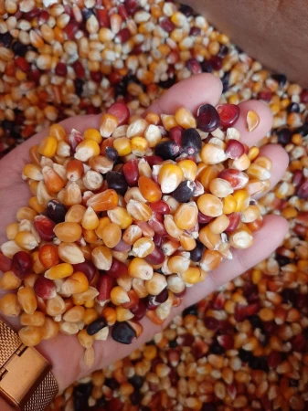 MDM - MK - MIX KUKURYDZ ZIMNOSUSZONYCH 1 KG